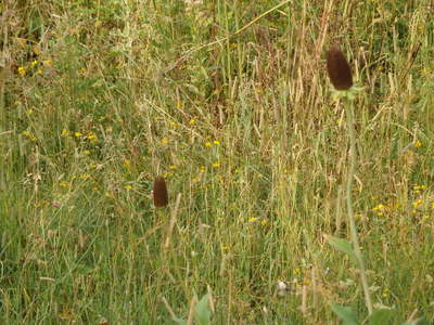 GDMBR: Remnant Cones from Yellow Cone Flowers (close-up).
